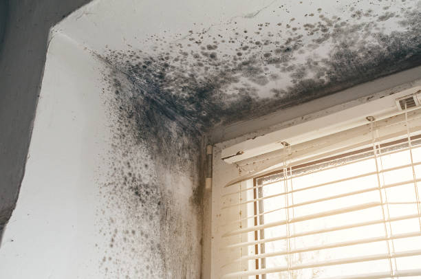 Mold Removal service in Fulton